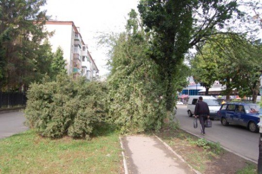повалені дерева1 повалені дерева1