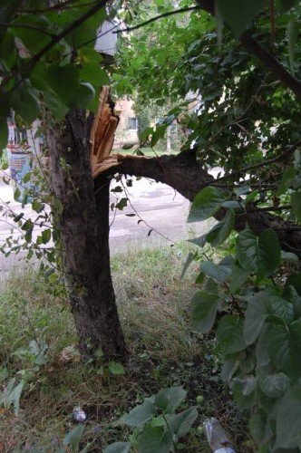 повалені дерева6 повалені дерева6