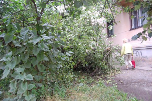 повалені дерева5 повалені дерева5