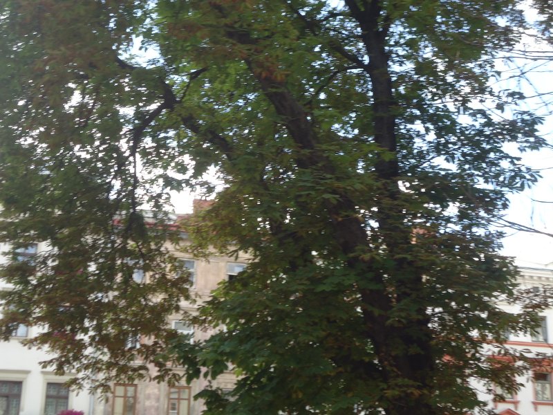 DSC00186