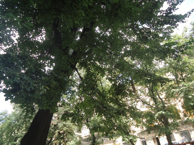 DSC00177