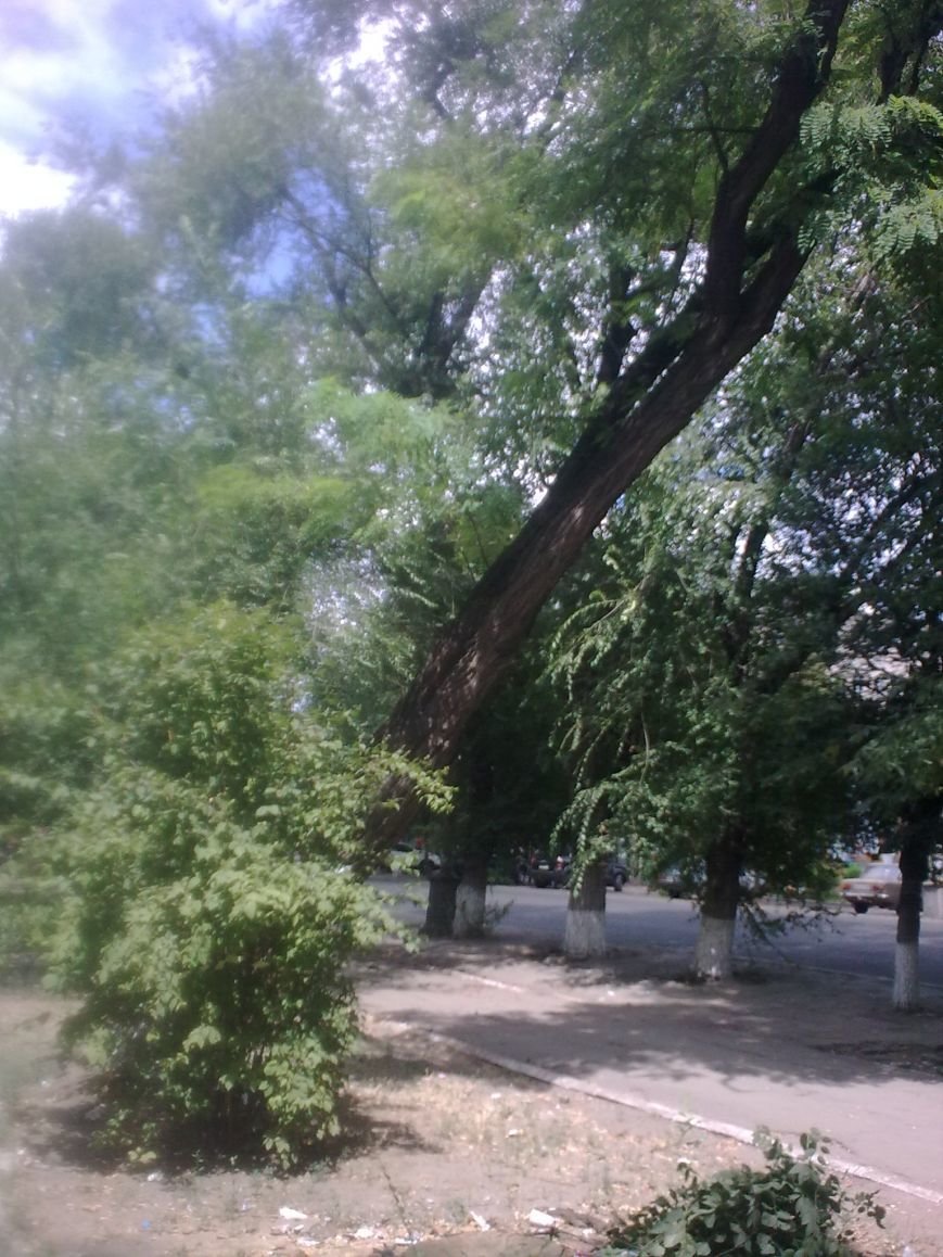 дерево4 дерево4