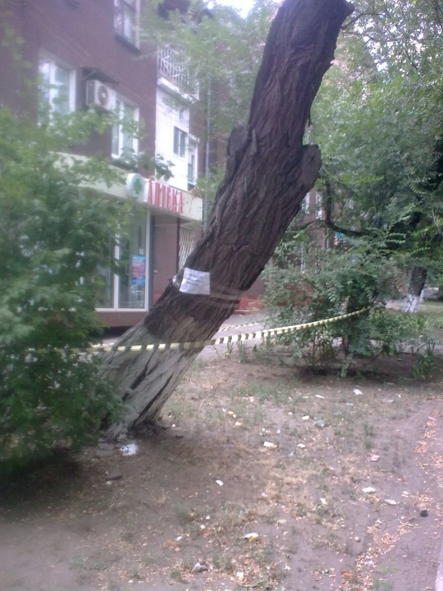 дерево3 дерево3