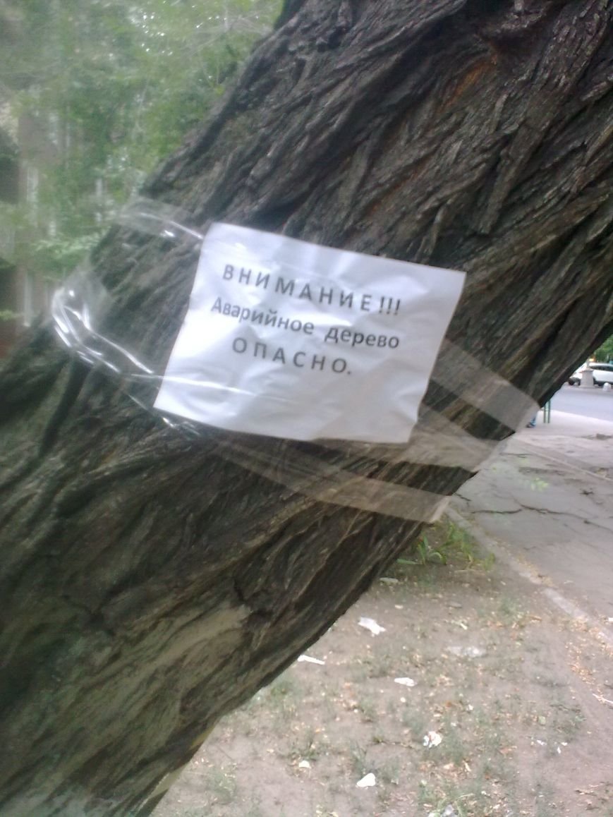 дерево1 дерево1