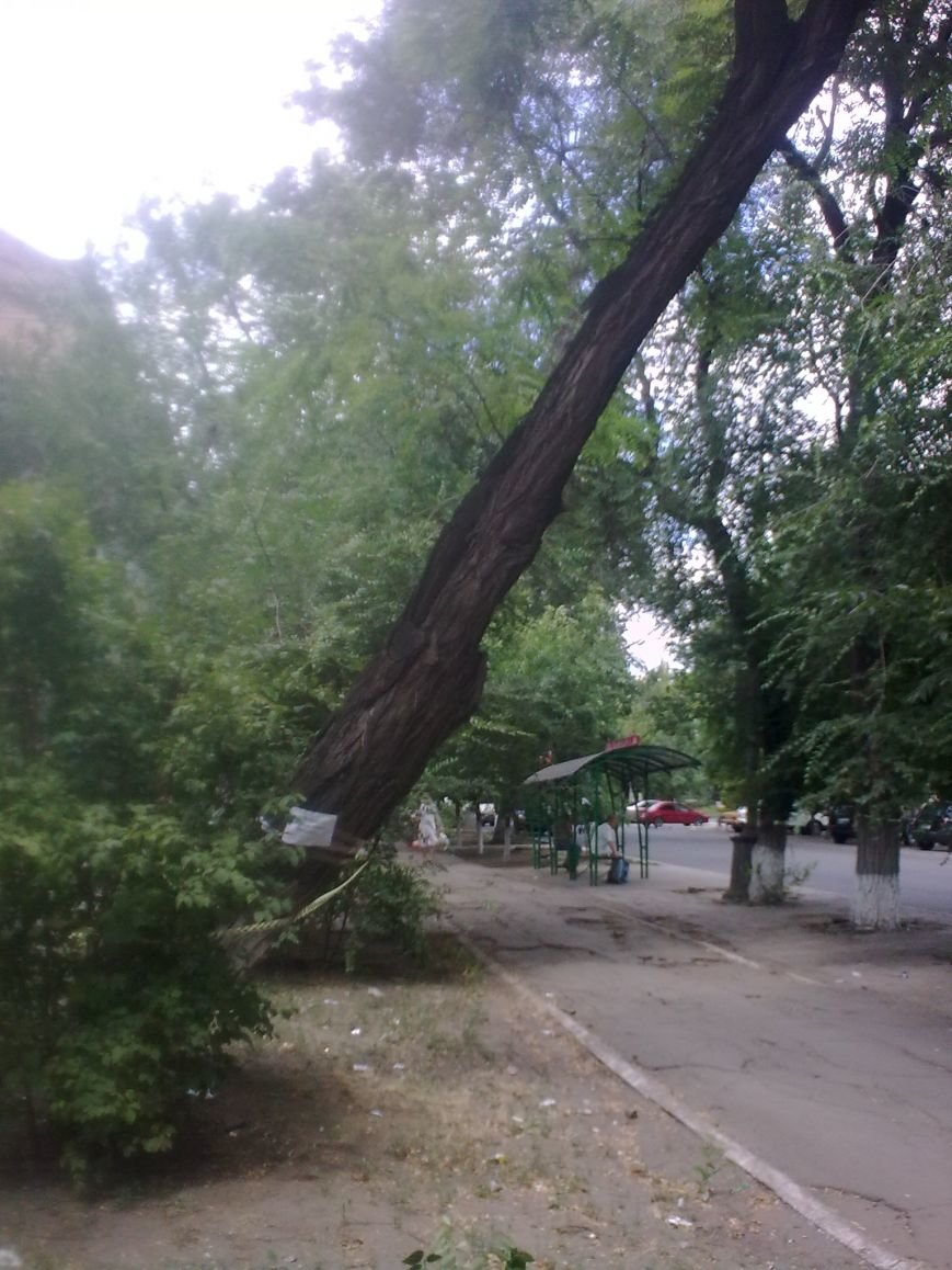 дерево2 дерево2