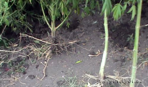 14_08_2013_Mariupol_Kusty_konopli_3s
