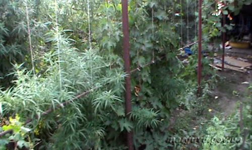 14_08_2013_Mariupol_Kusty_konopli_2s