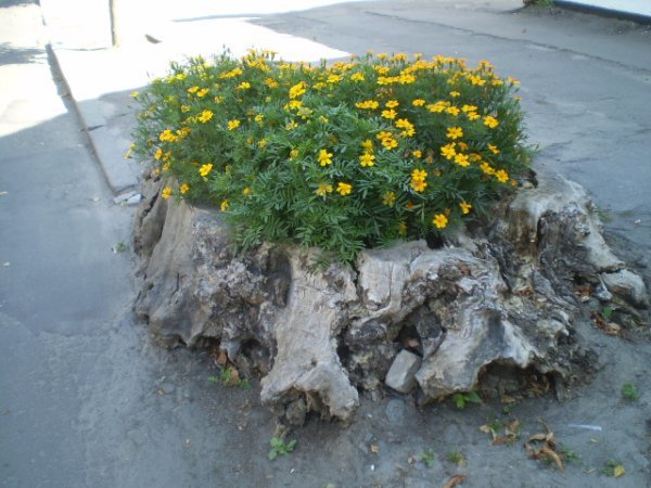 дерево3 дерево3