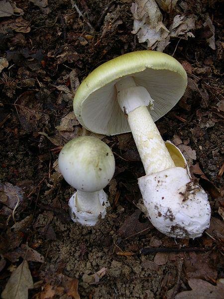 поганки1 поганки1