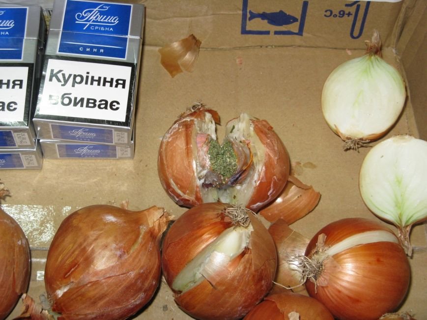 Цибуля Цибуля