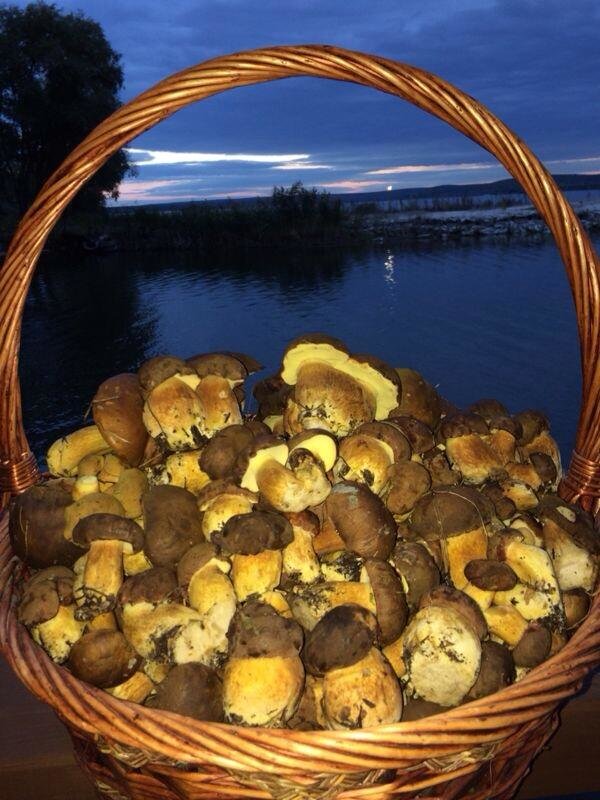 грибы грибы
