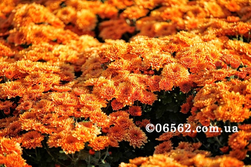 _MG_01922