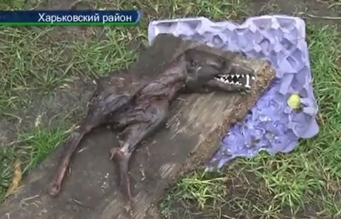 чупакабра2 чупакабра2
