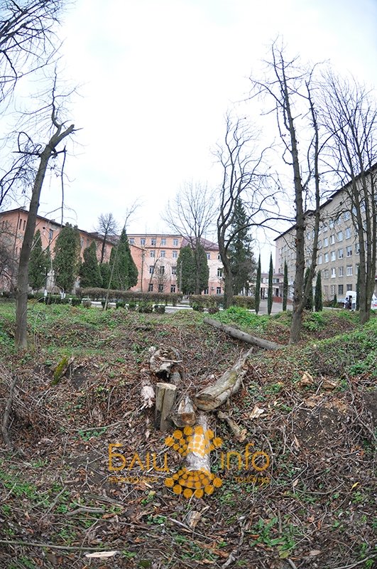 дерева4 дерева4