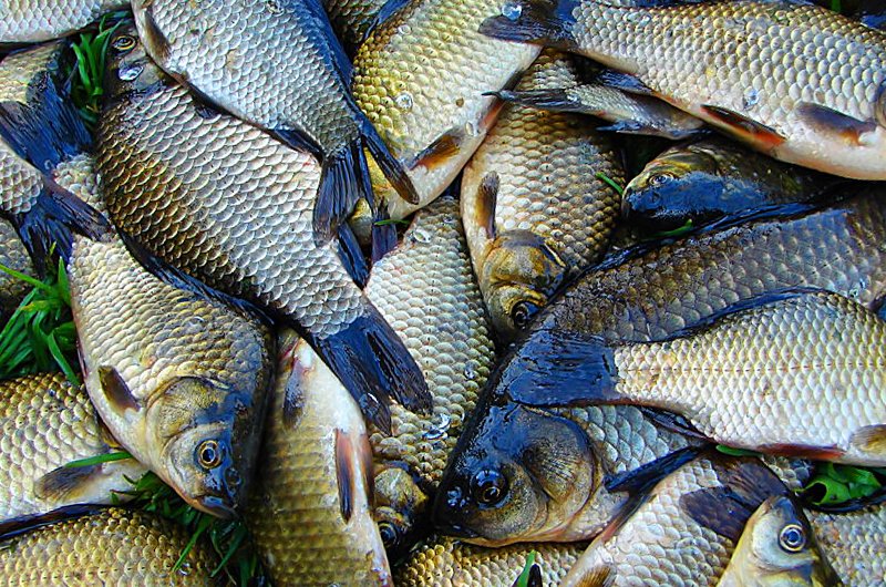 How much is the fish? В Луганске прошла Новогодняя ярмарка..., фото-7 How much is the fish? В Луганске прошла Новогодняя ярмарка (ФОТО), фото-7