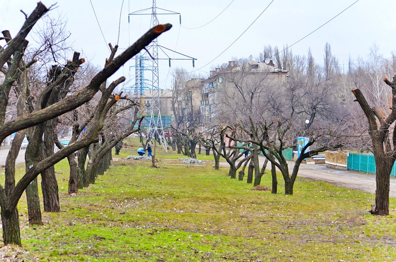 Что такое кронирование деревьев фото