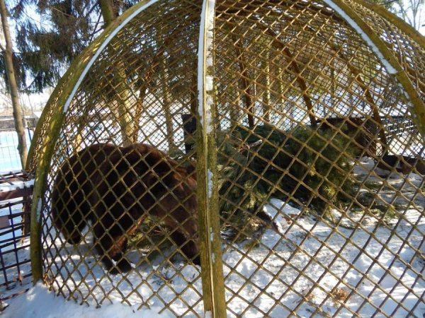зима в зоопарке8 зима в зоопарке8