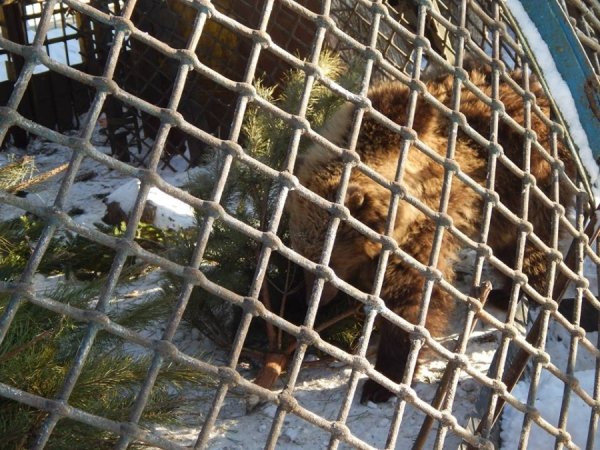 зима в зоопарке1 зима в зоопарке1