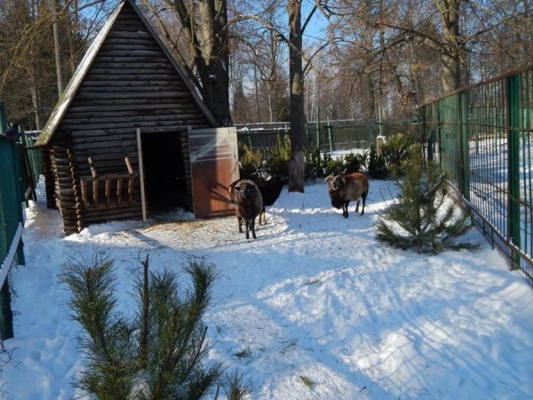 зима в зоопарке4 зима в зоопарке4
