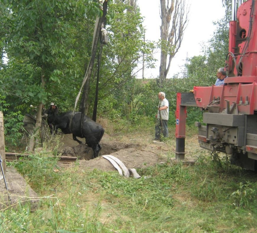 На Кировоградщине корову из ямы доставали с помощью крана (..., фото-3 На Кировоградщине корову из ямы доставали с помощью крана (фото), фото-3