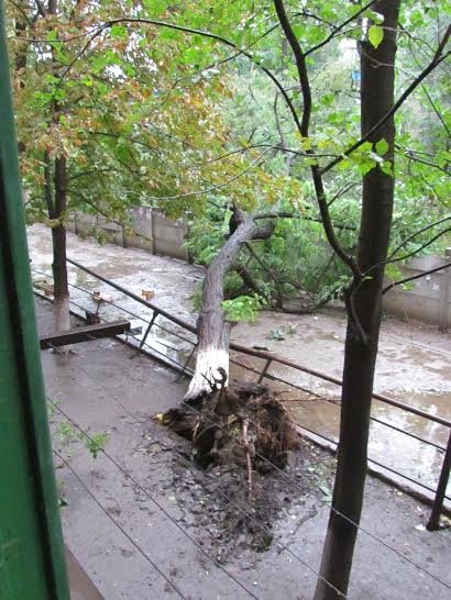 Бульвар Шевченко в Мариуполе тоже пострадал от бури (ФОТОР..., фото-2 Бульвар Шевченко в Мариуполе тоже пострадал от бури (ФОТОРЕПОРТАЖ), фото-2
