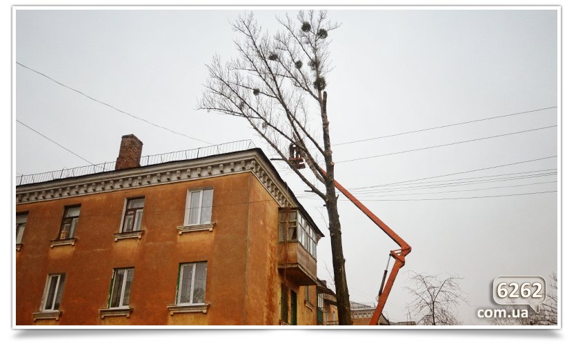 Идёт плановая обрезка деревьев(фотофакт) (фото) - фото 1 Идёт плановая обрезка деревьев(фотофакт) (фото) - фото 1