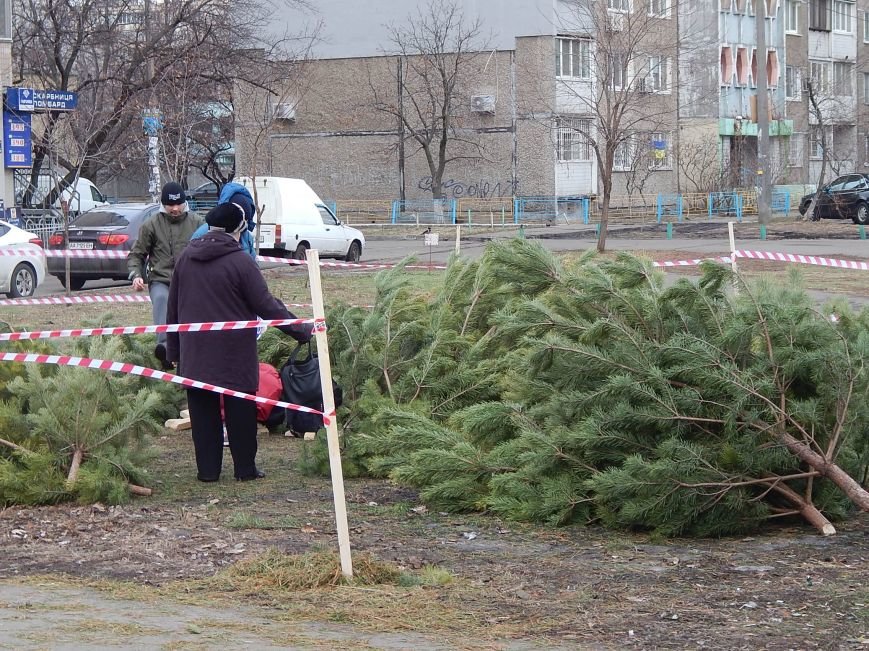 В день святого Николая цены на елочных базарах в Киеве не кусаются (ФОТО) (фото) - фото 1 В день святого Николая цены на елочных базарах в Киеве не кусаются (ФОТО) (фото) - фото 1