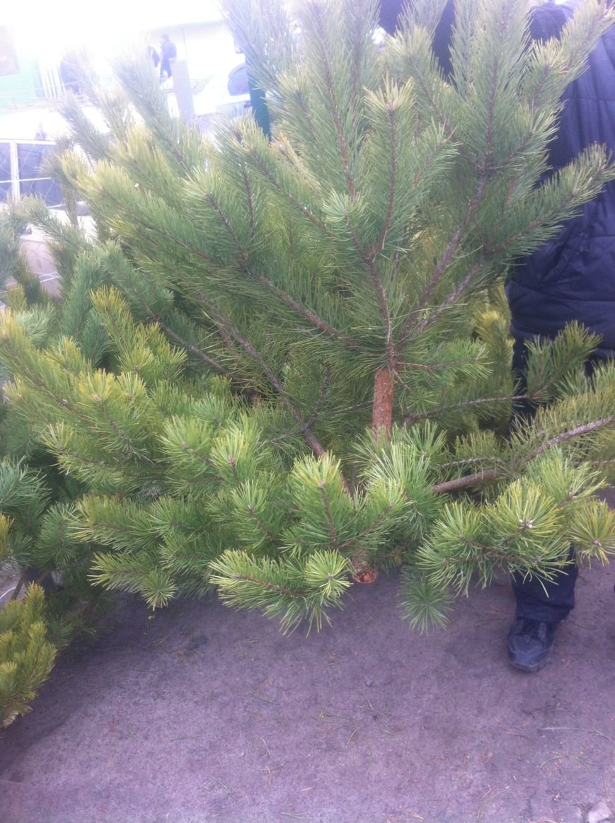 Во сколько харьковчанам обойдется новогодняя елка (ФОТО), фото-2 Во сколько харьковчанам обойдется новогодняя елка (ФОТО), фото-2