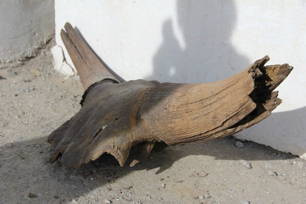 Волгоградские водолазы нашли череп древнего животного (фото) - фото 1