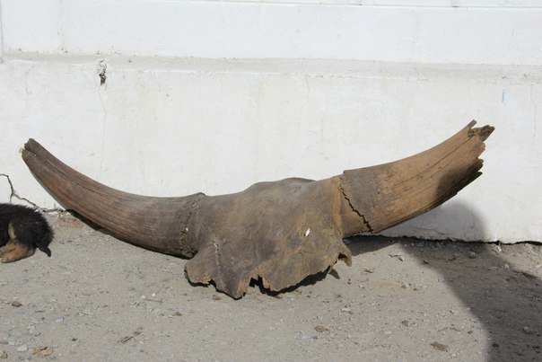 Волгоградские водолазы нашли череп древнего животного (фото) - фото 1