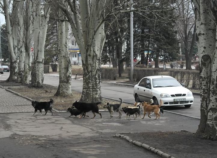 «Собачий вопрос» в Красноармейске завис в воздухе (ФОТО), фото-3 «Собачий вопрос» в Красноармейске завис в воздухе (ФОТО), фото-3