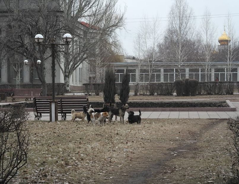 «Собачий вопрос» в Красноармейске завис в воздухе (ФОТО), фото-2 «Собачий вопрос» в Красноармейске завис в воздухе (ФОТО), фото-2