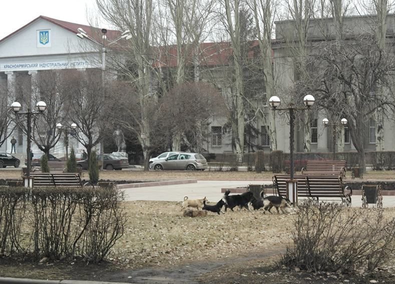 «Собачий вопрос» в Красноармейске завис в воздухе (ФОТО), фото-1 «Собачий вопрос» в Красноармейске завис в воздухе (ФОТО), фото-1