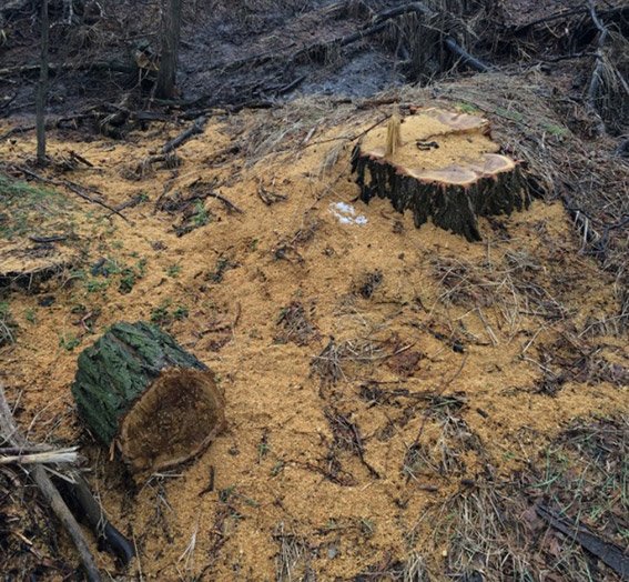 В Новомосковске злоумышленники вырубили лес на 62 тыс. гривен (фото) - фото 1 В Новомосковске злоумышленники вырубили лес на 62 тыс. гривен (фото) - фото 1
