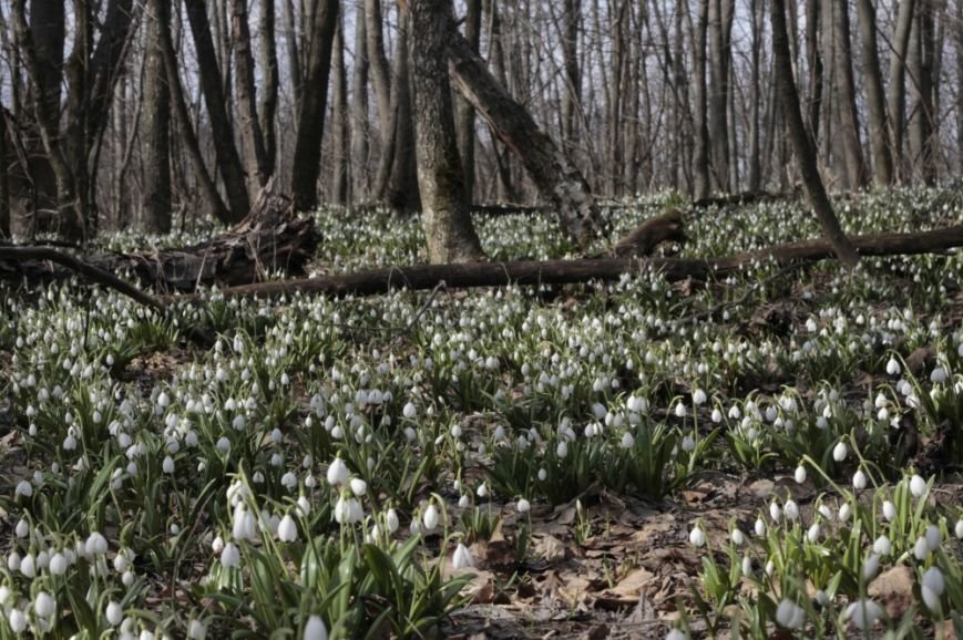 У Холодному Яру – суцільний килим із підсніжників (фото), фото-5 У Холодному Яру – суцільний килим із підсніжників (фото), фото-5