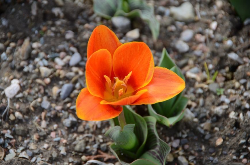 В Никитском саду цветут первые тюльпаны: «Джантино», «Эйхлери», «Ярли Гарвест» и «Иоганн Себестьян Бах» уже ждут Вас… (фото) - фото 2