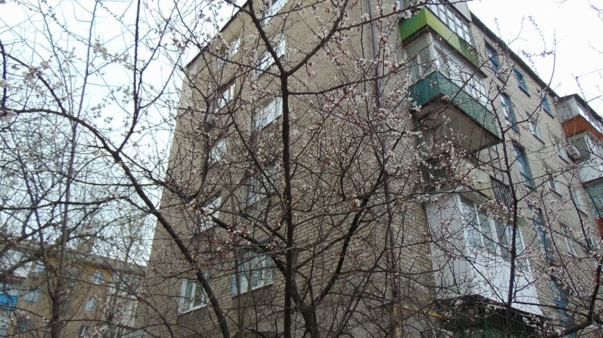 Испортившаяся погода в Мариуполе не помешала бурному «майскому» цветению (ФОТОФАКТ) (фото) - фото 3 Испортившаяся погода в Мариуполе не помешала бурному «майскому» цветению (ФОТОФАКТ) (фото) - фото 3
