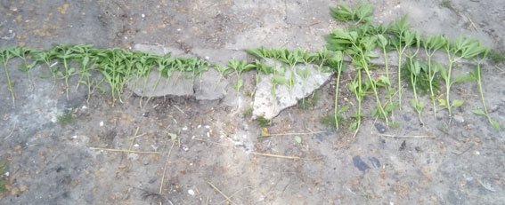 На Полтавщині жінка вирощувала коноплю, щоб годувати домащню птицю... На Полтавщині жінка вирощувала коноплю, щоб годувати домащню птицю (фото) - фото 2