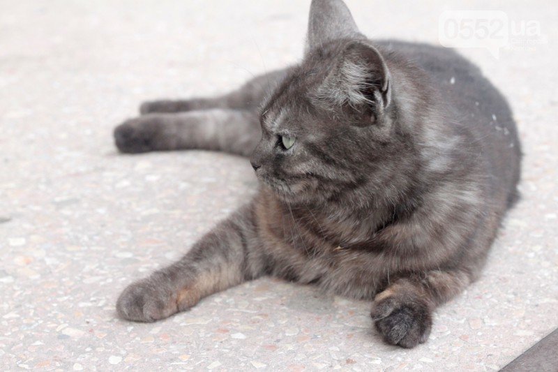 Кошечка Кошечка