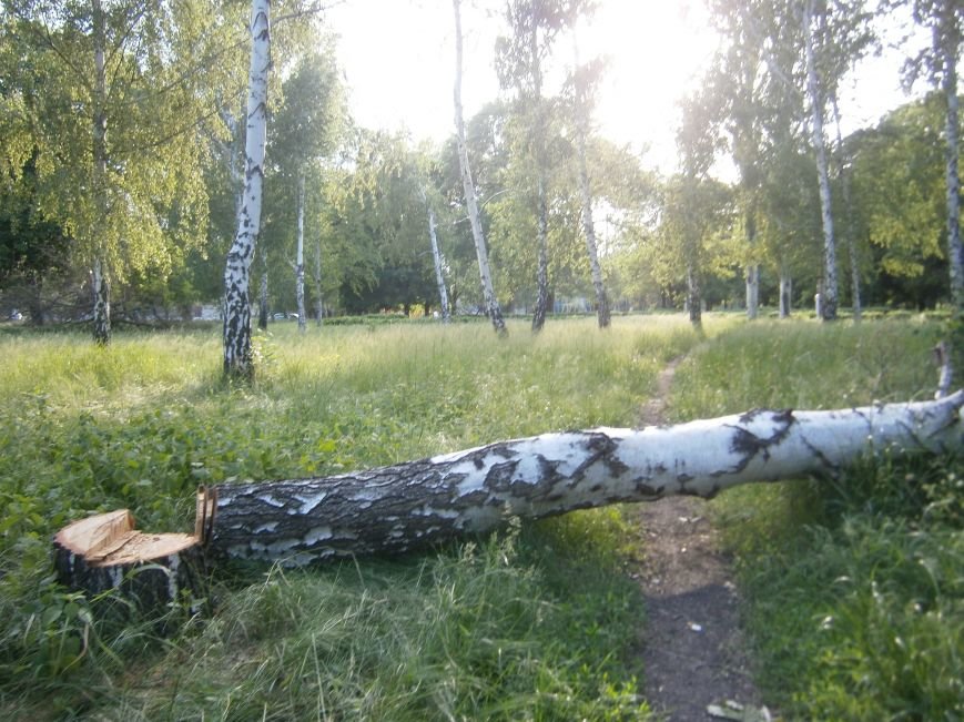 В Димитрове «плачут» березы: в городском парке появились березовые пеньки (фото) - фото 4 В Димитрове «плачут» березы: в городском парке появились березовые пеньки (фото) - фото 4