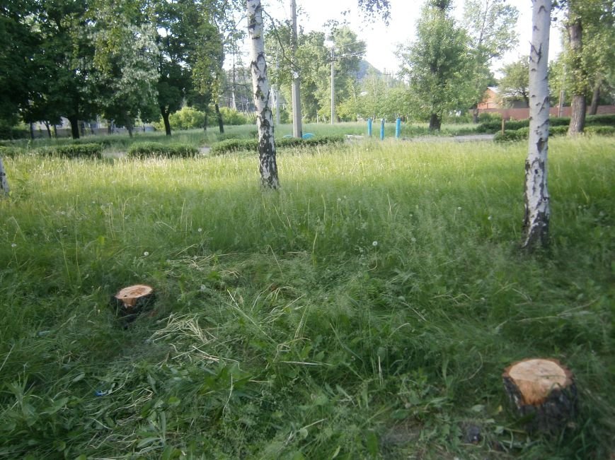 В Димитрове «плачут» березы: в городском парке появились березовые пеньки (фото) - фото 6 В Димитрове «плачут» березы: в городском парке появились березовые пеньки (фото) - фото 6