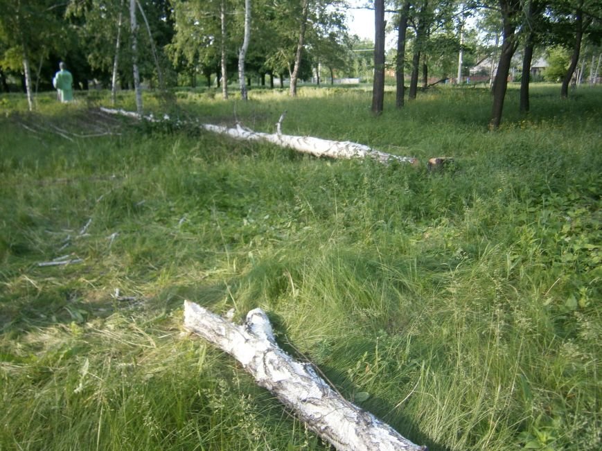 В Димитрове «плачут» березы: в городском парке появились березовые пеньки (фото) - фото 1 В Димитрове «плачут» березы: в городском парке появились березовые пеньки (фото) - фото 1