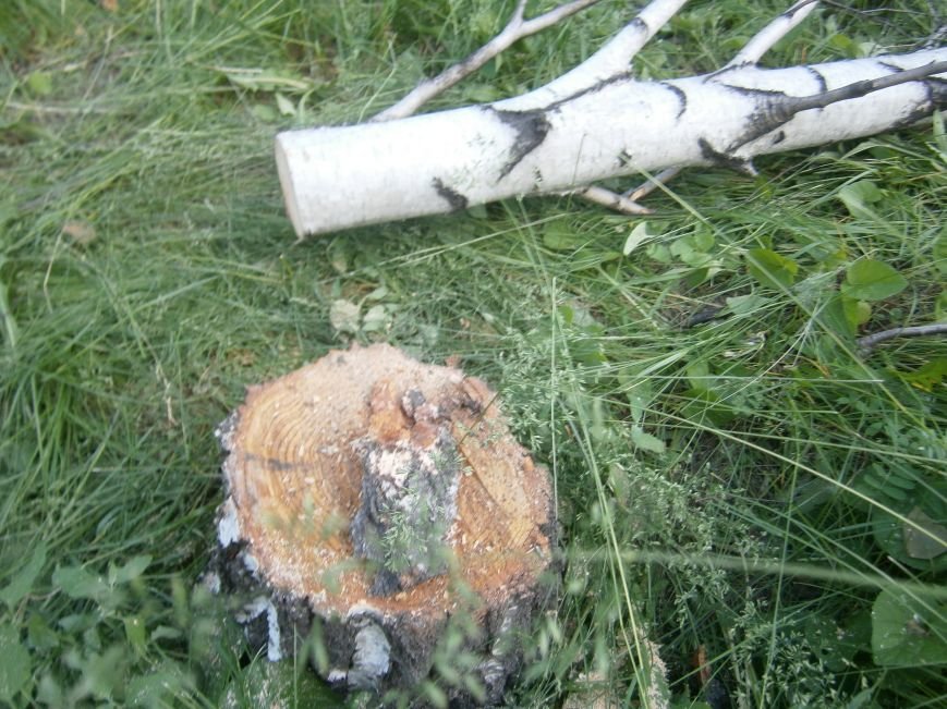 В Димитрове «плачут» березы: в городском парке появились березовые пеньки (фото) - фото 5 В Димитрове «плачут» березы: в городском парке появились березовые пеньки (фото) - фото 5