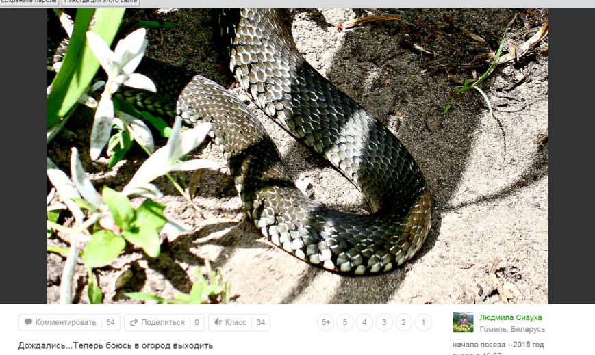 2015-06-22 14-11-09 Одноклассники – Yandex 2015-06-22 14-11-09 Одноклассники – Yandex