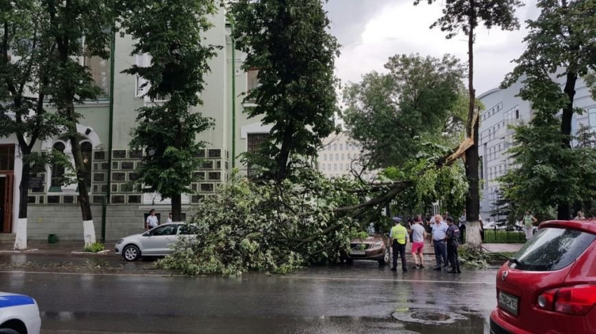 дерево дерево