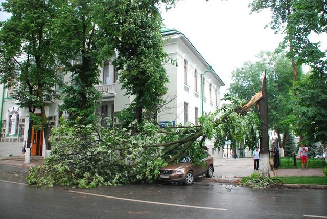 дерево еще дерево еще