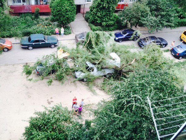 Наслідки вчоршньої негоди у Львові: у місті впало 3 дерева та обвисають обірвані дроти (ФОТО) (фото) - фото 1