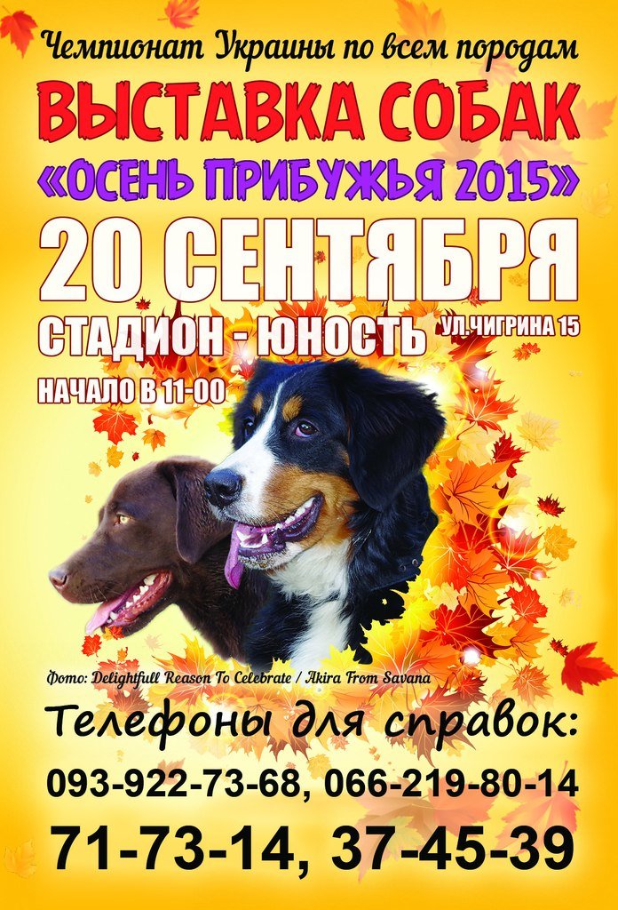 Николаевский стадион «Юность» соберет «четырехлапых» товарищей (ФОТ... Николаевский стадион «Юность» соберет «четырехлапых» товарищей (ФОТО) (фото) - фото 1