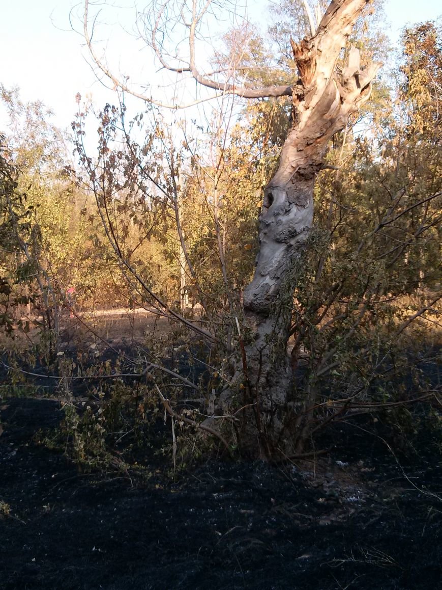 В Мариуполе зеленые зоны Приморского парка превращают в черные (ФОТ... В Мариуполе зеленые зоны Приморского парка превращают в черные (ФОТОФАКТ) (фото) - фото 1