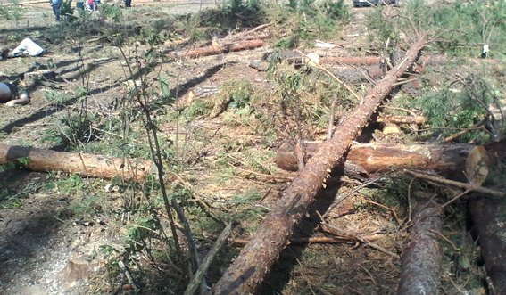 На Дубровиччині під час вирубки дерев загинув лісник (фото) - фото 1 На Дубровиччині під час вирубки дерев загинув лісник (фото) - фото 1